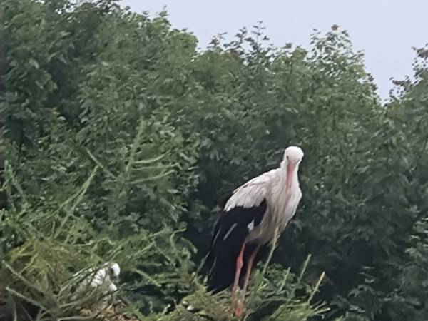 Bocian z młodym na moim drzewie obok domu