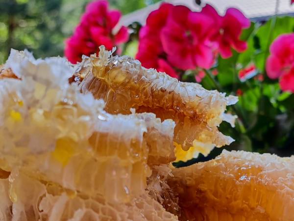 Siedlisko Poleski Zakątek Zagłębocze