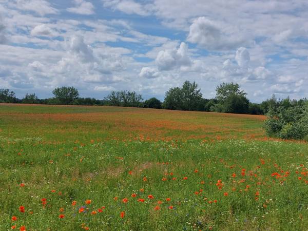 MS Classic Lady - statek hotelowy