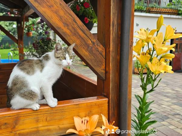 Dom Wypoczynkowy Leśniczówka 18 Węgierska Górka