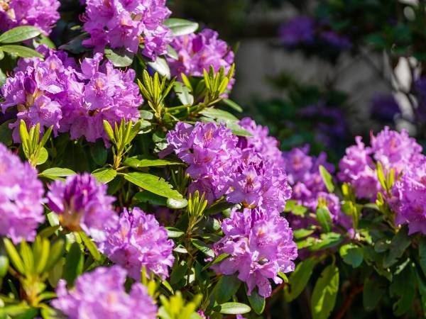 Dom Gościnny Bratek