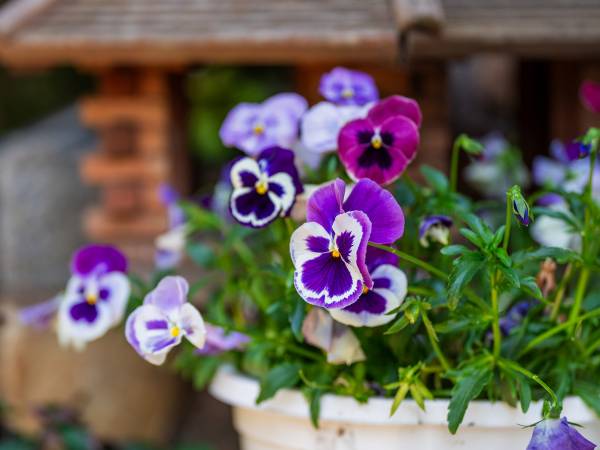 Dom Gościnny Bratek