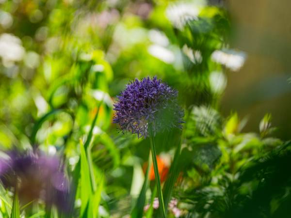 Dom Gościnny Bratek