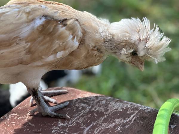 Kocanówka - osada artystyczna