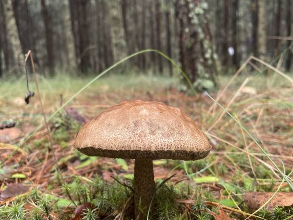 Kocanówka - osada artystyczna