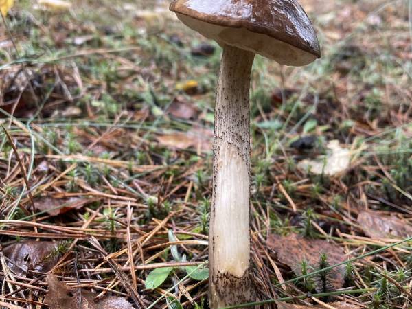 Kocanówka - osada artystyczna