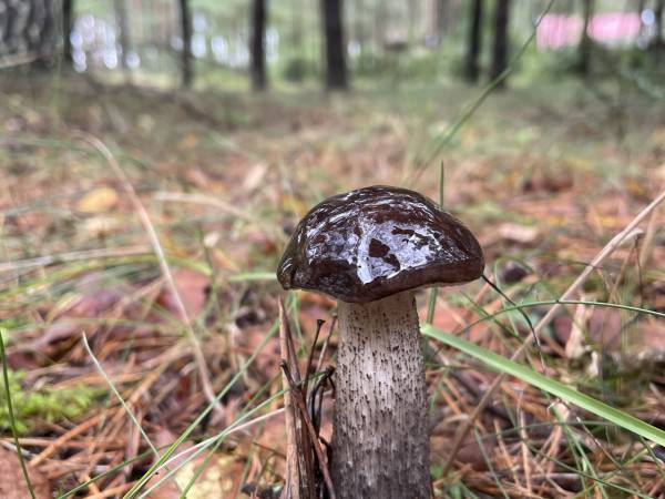 Kocanówka - osada artystyczna