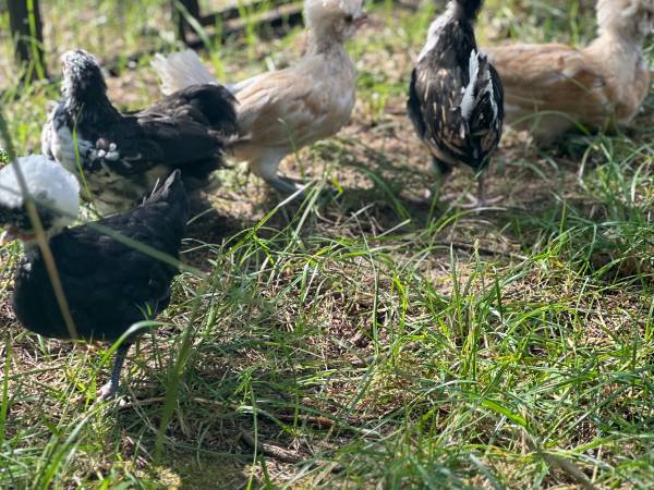 Kocanówka - osada artystyczna