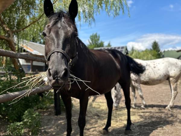 Agroturystyka Pod Lasem