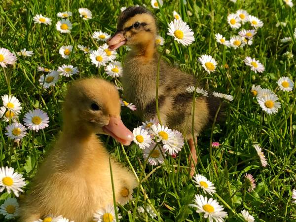 Agroturystyka Pod Lasem