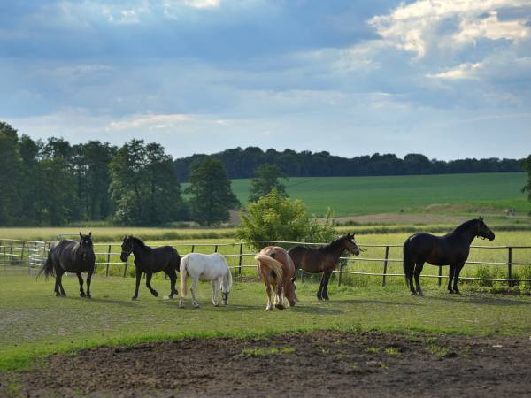 Gospodarstwo Agroturystyczne Marianówek