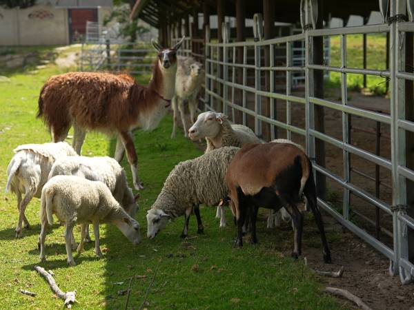 Gospodarstwo Agroturystyczne Marianówek