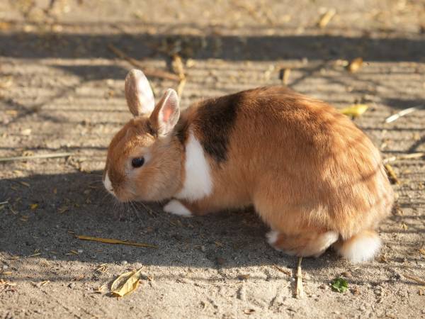 Gospodarstwo Agroturystyczne Marianówek