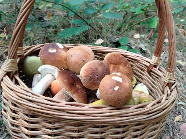 Grzybki🍁🍂🍄‍🟫