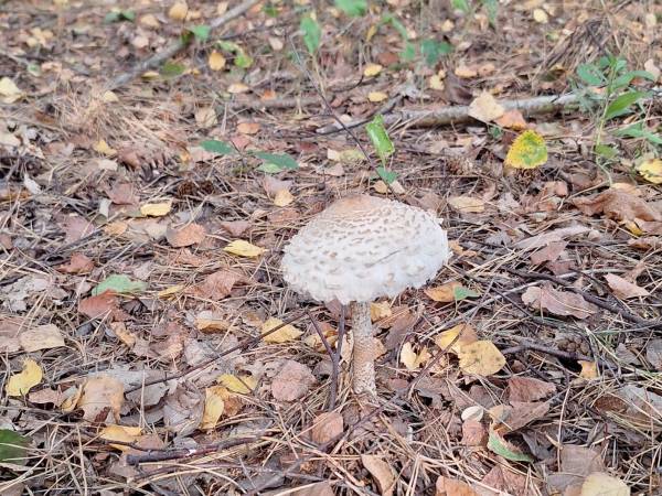 Dom Pracy Twórczej Rybaczówka