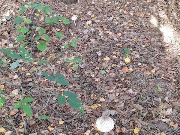 Dom Pracy Twórczej Rybaczówka