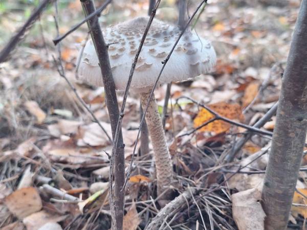 Dom Pracy Twórczej Rybaczówka