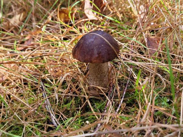 Miodowy Domek na Mazurach