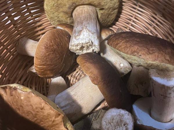 Domek w Strzelcowiźnie