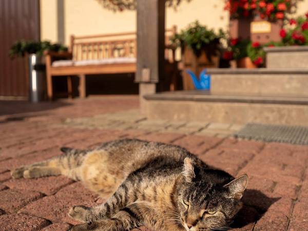 Karolek - Apartamenty i Pokoje 