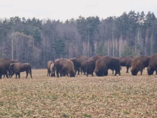 Wiejskie podwórze Ekologiczne gospodarstwo agroturystyczne
