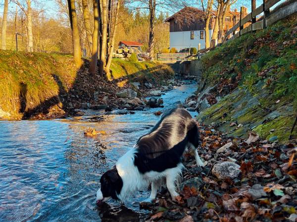 psy są mile widziane