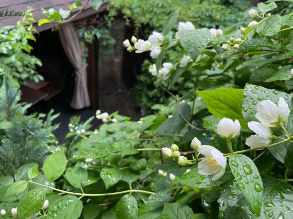 Apartamenty pod Wiciokrzewem