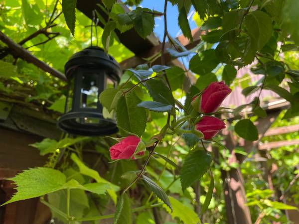 Apartamenty pod Wiciokrzewem