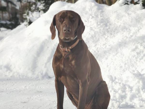 Gajówka - Całoroczne Pokoje i Apartamenty
