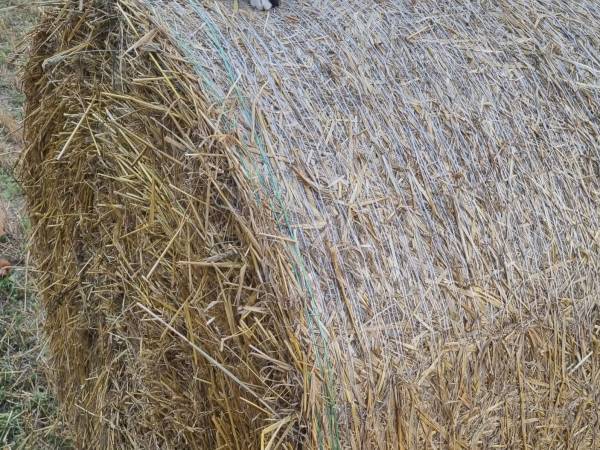 Domki całoroczne nad jeziorem z własną linią brzegową Rybical, Ryn