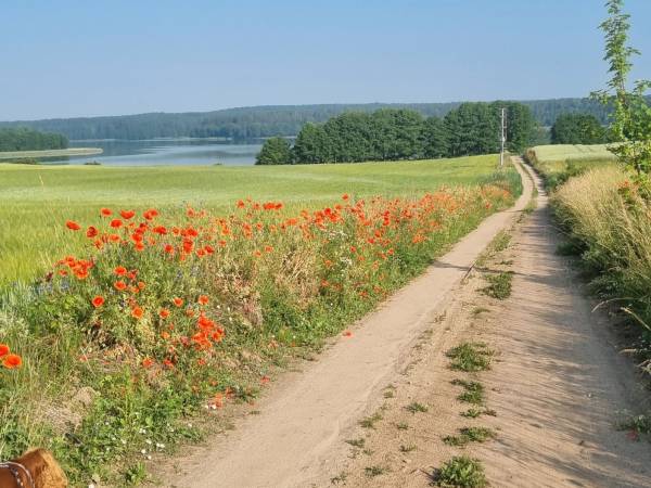 Domki całoroczne nad jeziorem z własną linią brzegową Rybical, Ryn