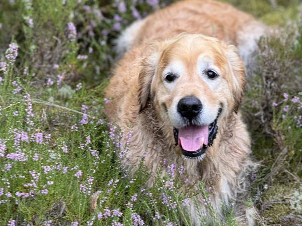 Pensjonat Błękitna Przystań