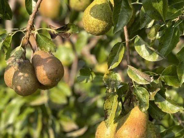 Pensjonat Błękitna Przystań