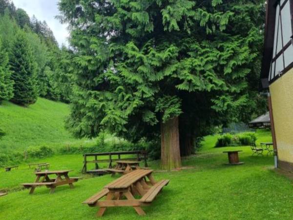 Ogród i 150 letnie tuje