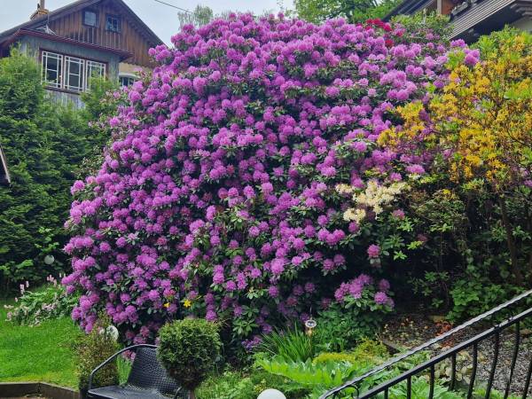 Pokoje Gościnne KLEO