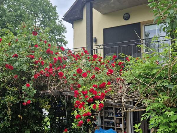 Pokoje Gościnne KLEO