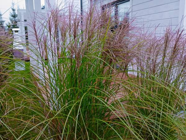 Domki Wypoczynkowe Czapli 9