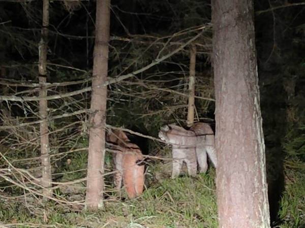 Domek Leśny nad Tanwią