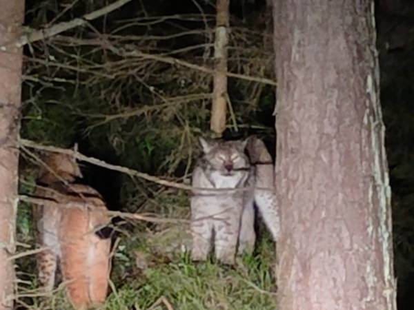 Domek Leśny nad Tanwią