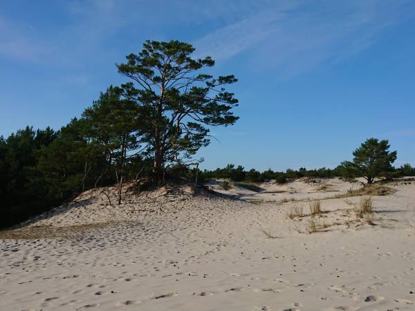 wydmy w drodze na plażę