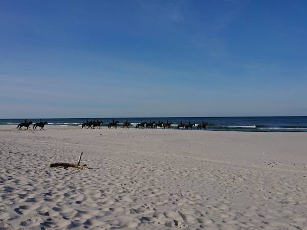 konno brzegiem morza