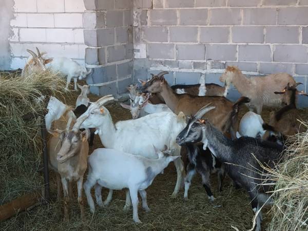 Wiejskie mini-zoo na farmie Lama