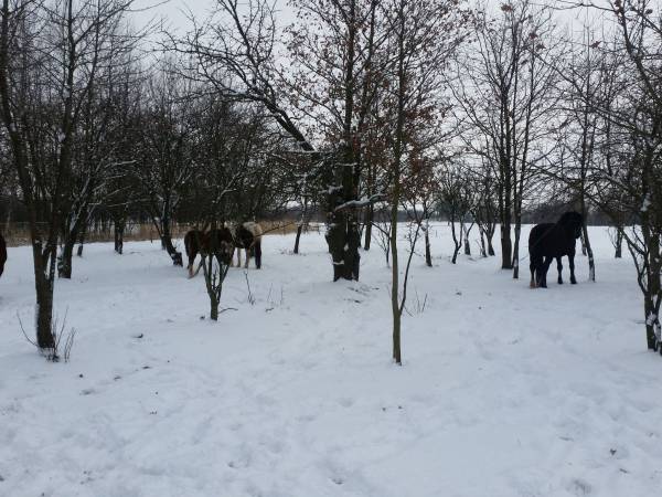 Agroturystyka przy Stajni - apartament i pokoje