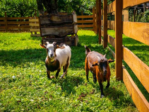 Agroturystyka Folwarczek