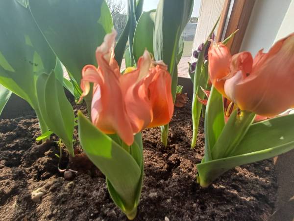 Wiosna Apartamenty LeVilla Rewa