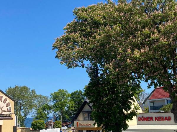 Widok na morze z części wspólnej tarasu ,,Roma'' 