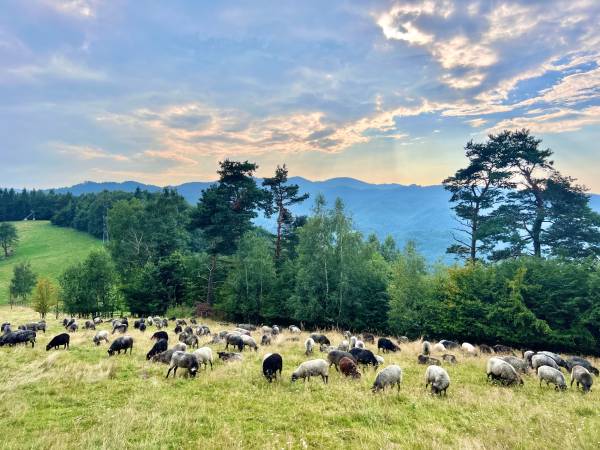 Kwatery i domek u Uli