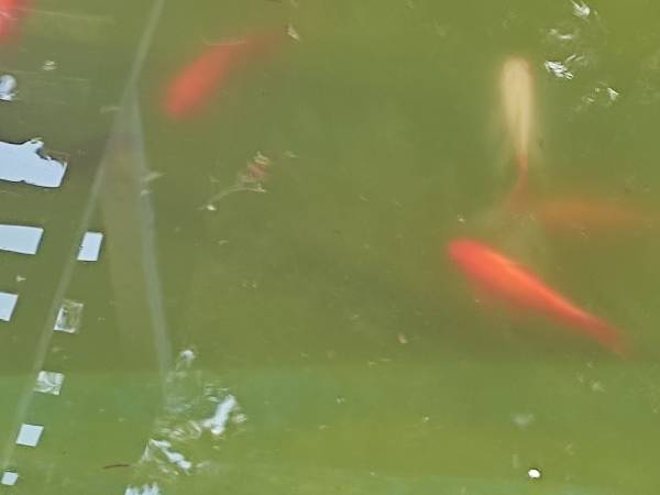 Rynki w oczku wodnym 