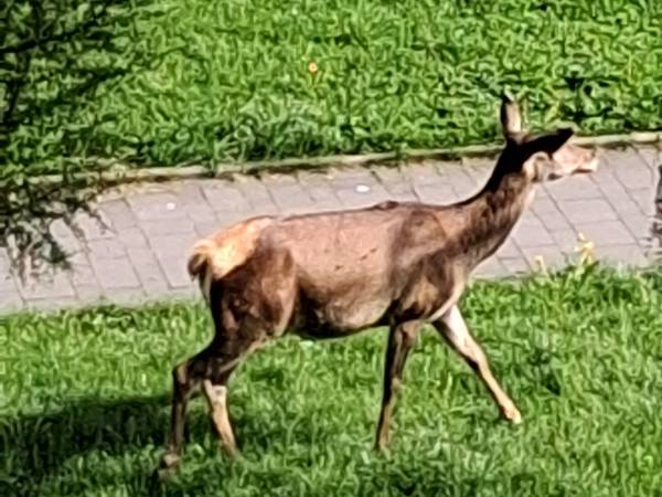 Apartament Jasny Kącik