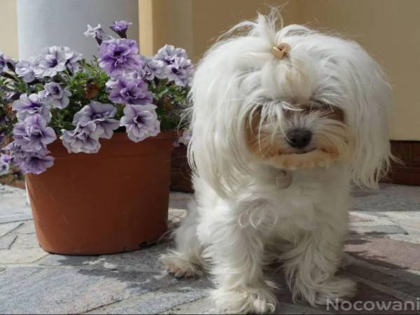 Pokoje Gościnne przy Kochanowskiego